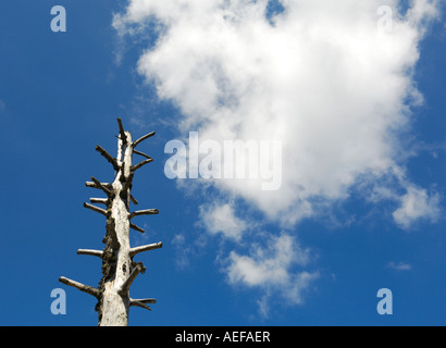 Toter Baum und weiße Wolken Stockfoto