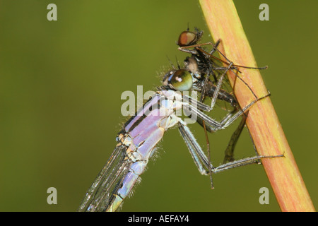 Blau-Tailed Damselfly Ischnura Elegans Fütterung auf eine Fliege, Low Scheunen Nature Reserve, County Durham UK Stockfoto