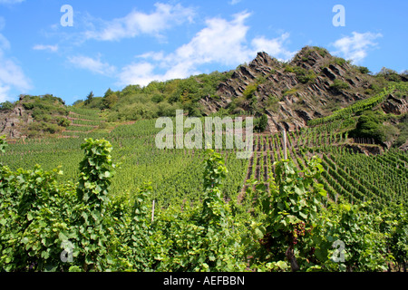 Weinberg-Ahrtal Rheinland-Pfalz Deutschland Europa Stockfoto