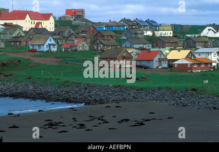 St. Paul und Robben, Callorhinus Ursinus, Pribilof Islands Alaska Stockfoto