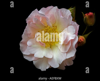 Hybrid Musk Rose Penelope Stockfoto