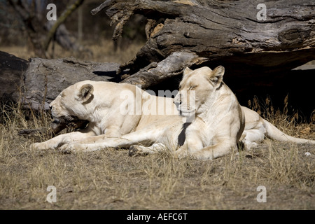 Zwei weibliche weiße Löwen in der afrikanischen Sonne aalen. Stockfoto