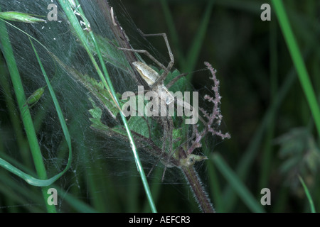 Jagd Spinne bewacht Baumschule Web Pisaura mirabilis Stockfoto