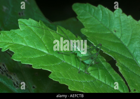 Speckled Bush Cricket Leptophytes Punctatissimua auf Eichenblatt. Somerset. England Stockfoto