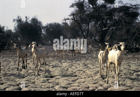 Gao Mali, Ziegen auf dem Festland während der Dürre von 1984 und 1985 Stockfoto