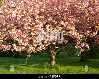 Kanada Ontario Niagara Falls Schule der Gartenbau japanische blühende Kirsche Baum in voller Blüte Prunus Serrulata Familie Rocaceae Stockfoto