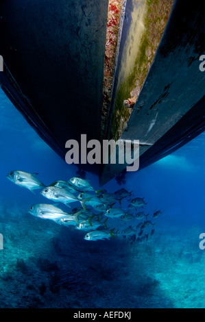 wirbelnde Tornado der Großaugen-Buchsen Trevally Caranx Sexfasciatusustralia Belize Stockfoto