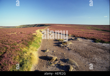 Wainwrights Coast to Coast Weg durchqueren Leben Moor auf die North York Moors, Yorkshire, England Stockfoto