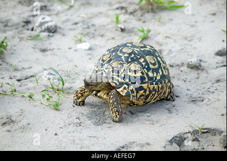 Going Places Stockfoto