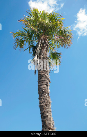 Chusan Palm (Trachycarpus fortunei) gegen den blauen Himmel im Sommer Stockfoto