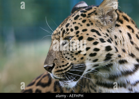 Amur-Leopard, Profil, im Rückblick auf seine Schulter Stockfoto