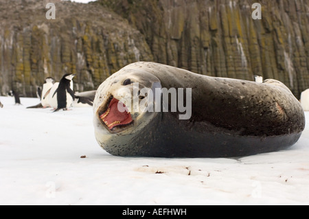 Kinnriemen Pinguine Pygoscelis Antarctica und Leopard seal Hydrurga Leptonyx auf dem Eis aus der Antarktis Süd-Shetland-Inseln Stockfoto