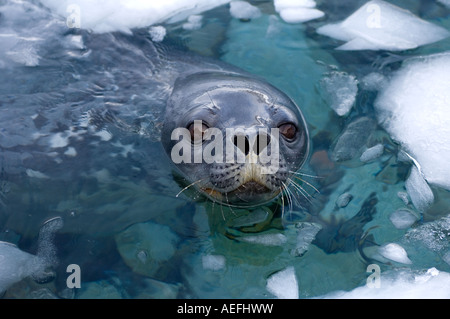 Weddell Dichtung Leptonychotes Weddellii in den Gewässern entlang der westlichen Antarktischen Halbinsel Antarktis Southern Ocean Stockfoto