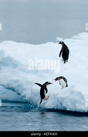 Gentoo Penguins Pygoscelis Papua auf Gletschereis aus dem westlichen Antarktischen Halbinsel Antarktis südlichen Ozean Stockfoto