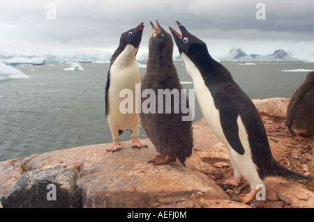 Adelie-Pinguine Pygoscelis Adeliae Küken bittet seine Eltern nach Nahrung auf den westlichen Antarktischen Halbinsel Antarktis Stockfoto