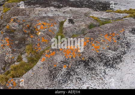 Grass Flechten und Moos auf einem Felsen entlang der westlichen Antarktischen Halbinsel Antarktis Southern Ocean Stockfoto