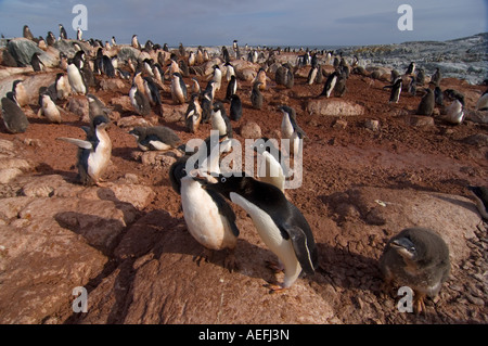 Adelie Penguin Pygoscelis Adeliae Kolonie auf der westlichen Antarktischen Halbinsel Antarktis Southern Ocean Stockfoto