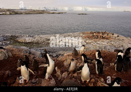 Adelie Penguin Pygoscelis Adeliae Kolonie auf der westlichen Antarktischen Halbinsel Antarktis Southern Ocean Stockfoto