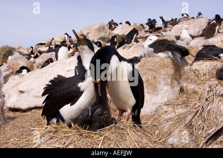 Kormorane Phalacrocorax Atriceps oder blue eyed Shags füttern ihre Küken neue Insel Falkland-Inseln Süd-Atlantik Stockfoto