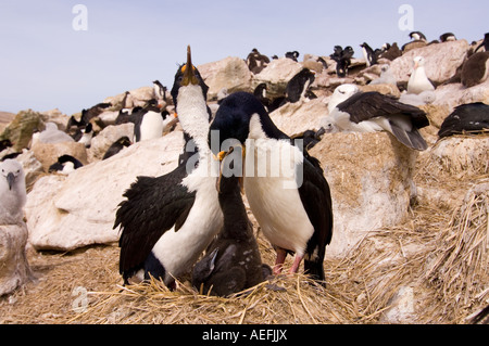 Kormorane Phalacrocorax Atriceps oder blue eyed Shags füttern ihre Küken neue Insel Falkland-Inseln Süd-Atlantik Stockfoto