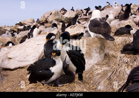 Kormorane Phalacrocorax Atriceps oder blue eyed Shags mit Küken im Nest neue Insel Falkland-Inseln Süd-Atlantik Stockfoto