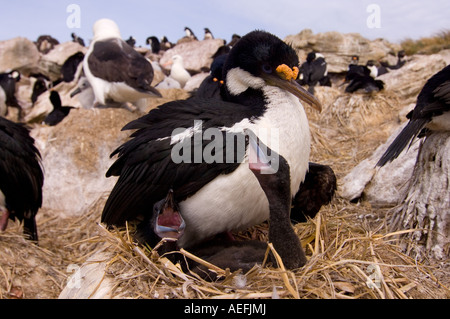 Kormoran Phalacrocorax Atriceps oder blue eyed Shag mit hungrigen Küken neue Insel Falkland-Inseln Süd-Atlantik Stockfoto