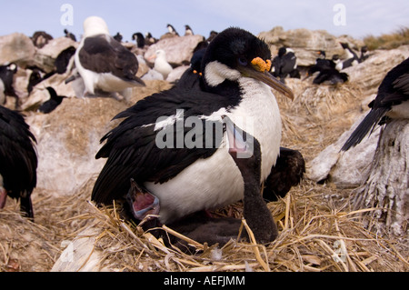 Kormoran Phalacrocorax Atriceps oder blue eyed Shag mit hungrigen Küken neue Insel Falkland-Inseln Süd-Atlantik Stockfoto