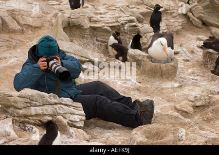 Fotografieren von Makkaroni Pinguine Eudyptes Chrysolophus und schwarzen browed Albatros Diomedea Melanophris auf neue Insel Falkland Stockfoto