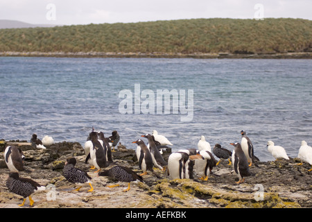 Gentoo Penguins Pygoscelis Papua und Seetang Gänse Chloephaga Hybrida Malvinarum auf Beaver Island-Falkland-Inseln Stockfoto