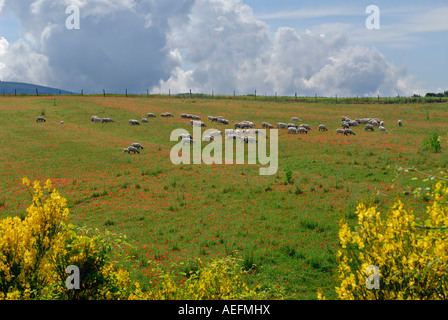 Schafbeweidung in einem Hang mit Mohn und gelbe Scotch Broom in pastoralen Umbrien Italien Stockfoto