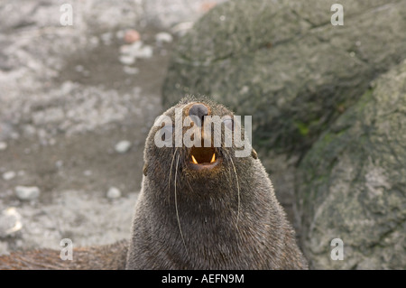 Antarktische Seebär Arctocephalus Gazella an einem steinigen Strand entlang der westlichen Antarktischen Halbinsel Antarktis Southern Ocean Stockfoto