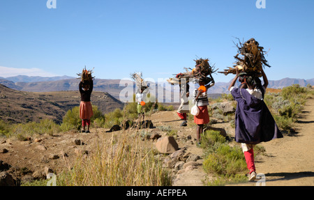 Fünf junge Frauen, die Brennholz nach Hause auf ihren Köpfen in den Bergen in der Nähe von Mohales Hoek Lesotho Stockfoto