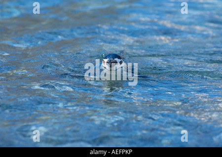 Kinnriemen Pinguin Pygoscelis Antarctica Schwimmen aus dem westlichen Antarktischen Halbinsel Antarktis südlichen Ozean Stockfoto