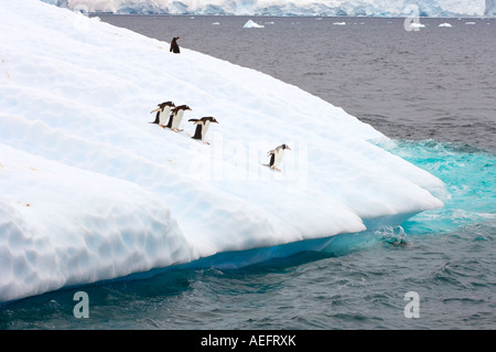 Kinnriemen Pinguine Pygoscelis Antarctica und Gentoo Penguins Pygoscelis Papua auf einem Eisberg abseits die westlichen Antarktis Stockfoto