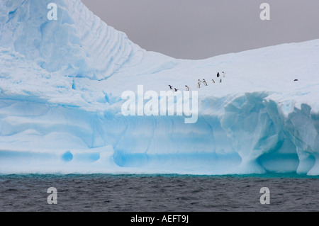 Kinnriemen Pinguine Pygoscelis Antarctica und Gentoo Penguins Pygoscelis Papua auf einem Eisberg abseits die westlichen Antarktis Stockfoto