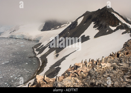 Kinnriemen Pinguinkolonie Pygoscelis Antarctica aus dem westlichen Antarktischen Halbinsel Antarktis südlichen Ozean Stockfoto