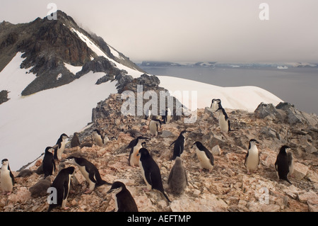 Kinnriemen Pinguinkolonie Pygoscelis Antarctica aus dem westlichen Antarktischen Halbinsel Antarktis südlichen Ozean Stockfoto