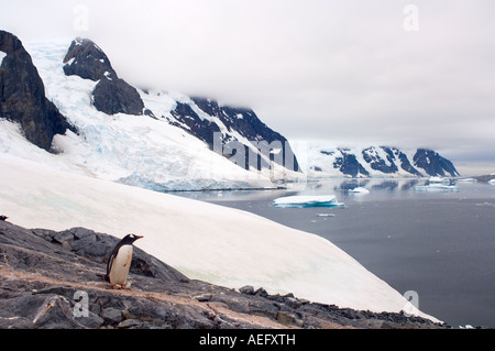 Gentoo Penguin Pygoscelis Papua entlang der westlichen Antarktischen Halbinsel Antarktis Southern Ocean Stockfoto