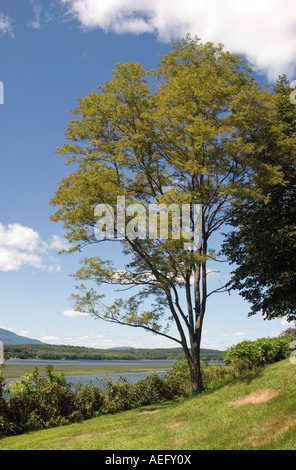 Robinie Baum am Ufer des Hudson Rivers Stockfoto