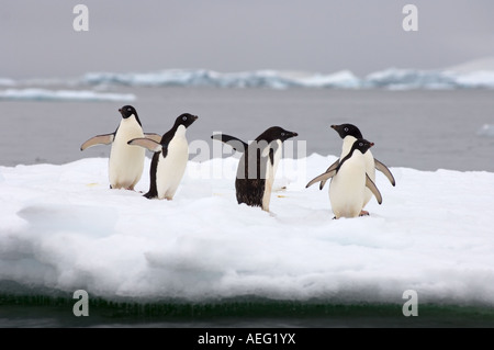 Adelie-Pinguine Pygoscelis Adeliae auf Meereis entlang der westlichen Antarktischen Halbinsel Antarktis Southern Ocean Stockfoto