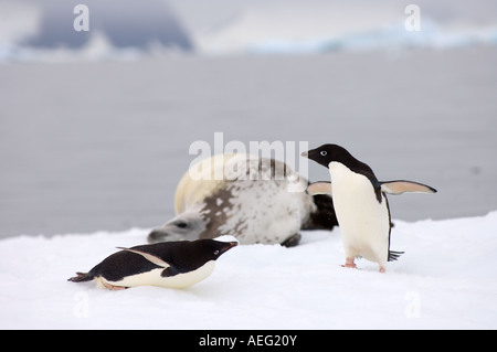 Krabbenfresserrobbe Dichtung Lobodon Carcinophaga und Adelie-Pinguine Pygoscelis Adeliae auf einem Salzwasser Topf mit Meer Eis der westlichen Antarktis Stockfoto