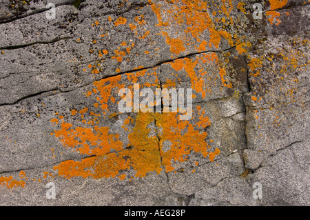 Flechten wachsen auf einem Felsen entlang der westlichen Antarktischen Halbinsel Antarktis Southern Ocean Stockfoto