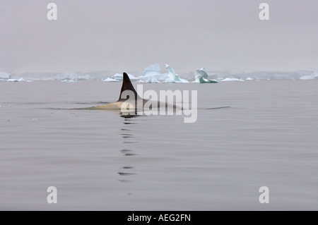 Killerwal Orca Orcinus Orca in den Gewässern vor der westlichen Antarktischen Halbinsel Antarktis Southern Ocean Stockfoto