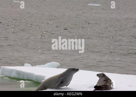 Krabbenfresserrobbe Dichtungen Lobodon Carcinophaga ruht auf einem Salzwasser Topf des Meereises vor der westlichen Antarktischen Halbinsel Stockfoto