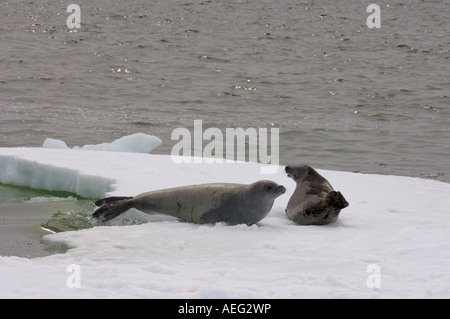 Krabbenfresserrobbe Dichtungen Lobodon Carcinophaga ruht auf einem Salzwasser Topf des Meereises vor der westlichen Antarktischen Halbinsel Stockfoto