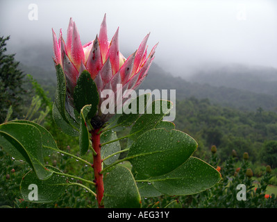 Königsprotea an den Hängen des Tafelbergs, Cape Town, Südafrika Stockfoto