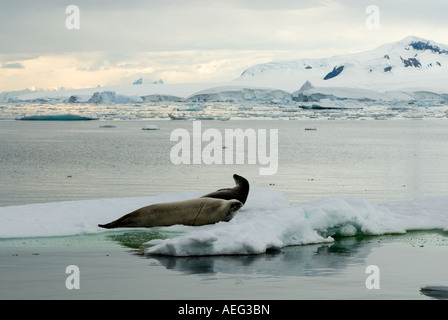 Krabbenfresserrobbe Dichtungen Lobodon Carcinophaga ruht auf einem Salzwasser Topf des Meereises aus der westlichen Antarktis antarktische Halbinsel Stockfoto