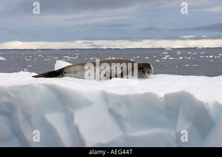 Krabbenfresserrobbe Dichtung Lobodon Carcinophaga ruht auf Gletschereis entlang der westlichen Antarktischen Halbinsel Antarktis Southern Ocean Stockfoto