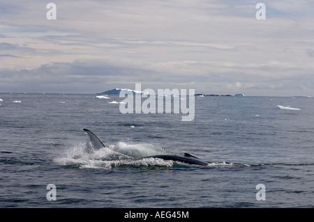 Buckelwal Impressionen Novaeangliae tummeln sich in den Gewässern vor der westlichen Antarktischen Halbinsel-Antarktis Stockfoto