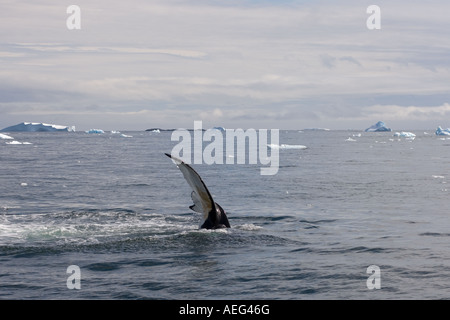 Buckelwal Impressionen Novaeangliae paar Fütterung in den Gewässern abseits der westlichen Antarktischen Halbinsel-Antarktis Stockfoto